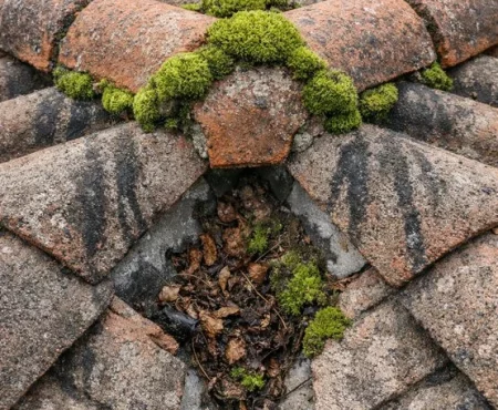 mousse-toiture-tuile-beton-detail-lauragais